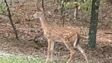 Twin Florida fawns A Buck with his Doe 7/125