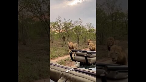 Three Male Lions on the Run!