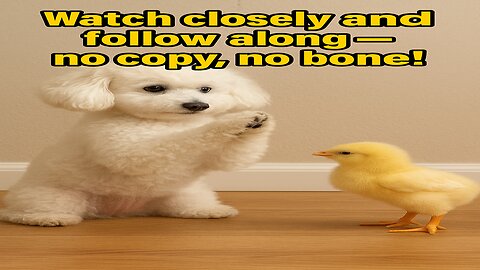 Cutest Lesson Ever 🐶🐥 Chick Learns Puppy Tricks!