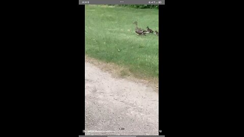 duckling race😀 plz sub andlik duckling race😂