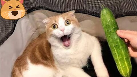 2025’s Funniest Dogs & Cats 😂 You Won’t Stop Laughing! | You Laugh You lose 😍😸😹 #Ep20