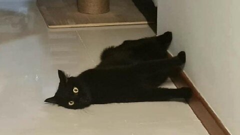 Cats forget to think.