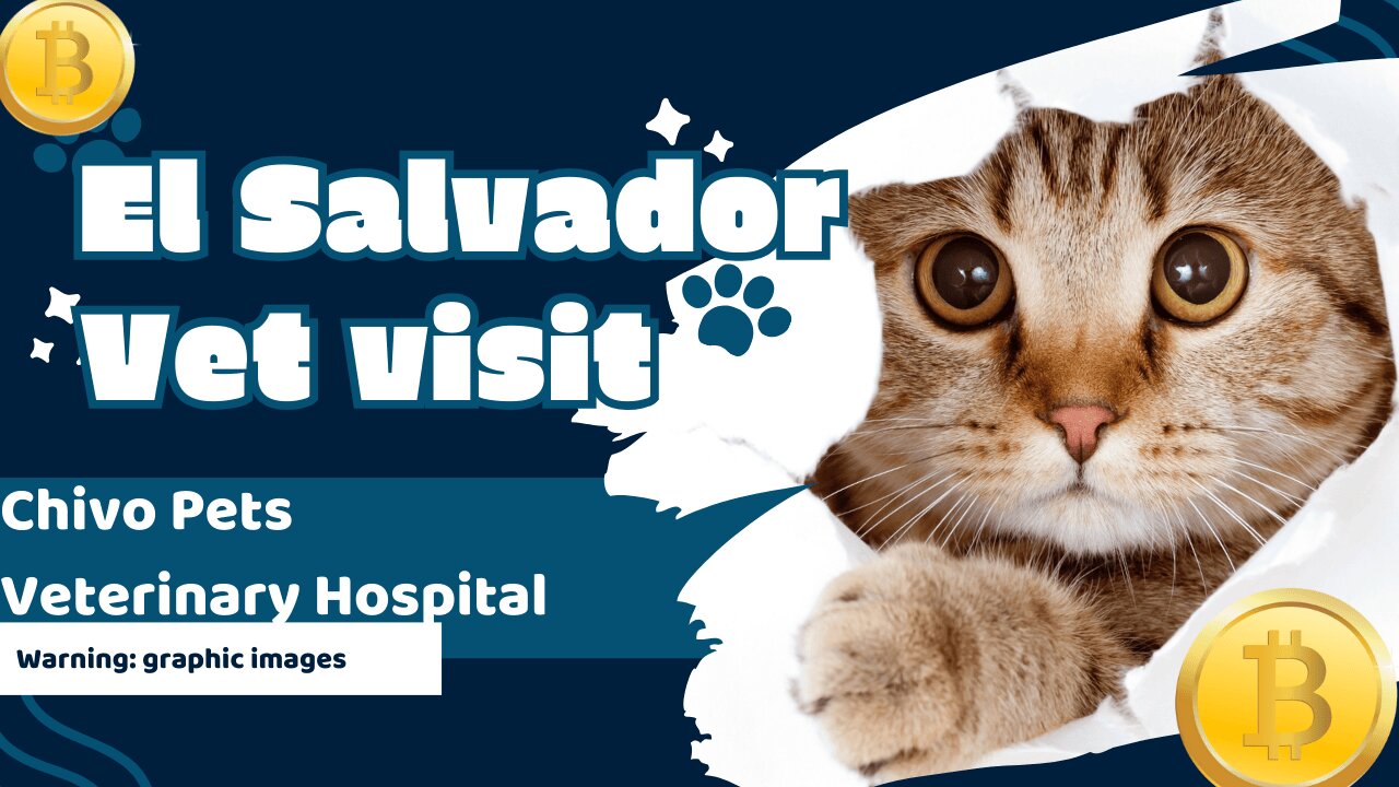 Bitcoin Cat? First visit to Chivo Pets in El Salvador
