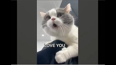 You Won't Believe These Cats' English Language Skills!