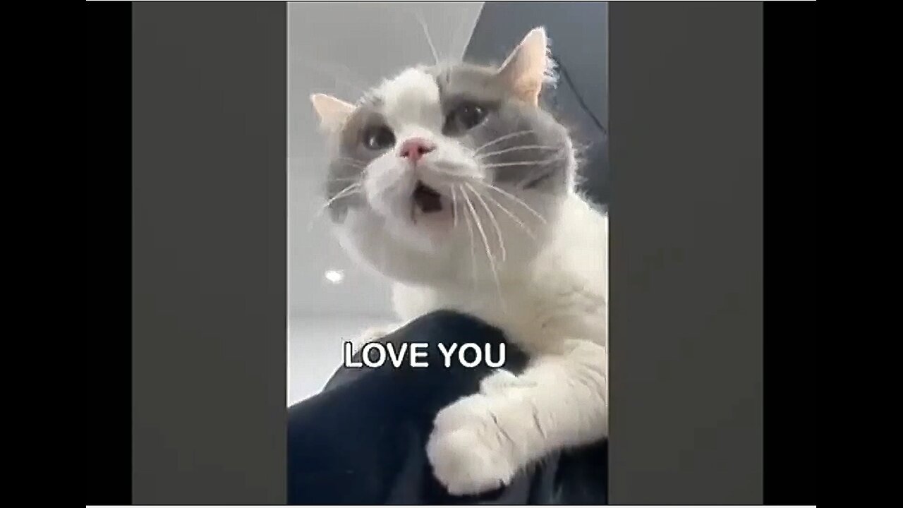 You Won't Believe These Cats' English Language Skills!