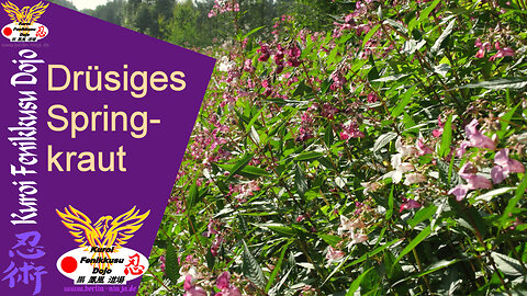 088 - Drüsiges Springkraut