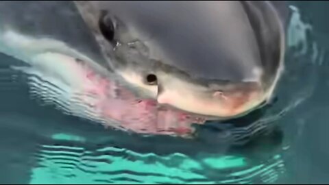 Great White is there, be careful!
