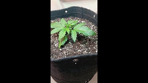 Gorilla Cookies auto week 1 day 6