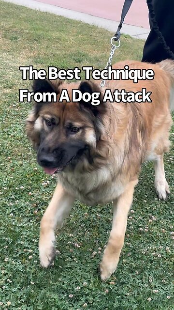 The Best Technique To Stop A Dog Attack