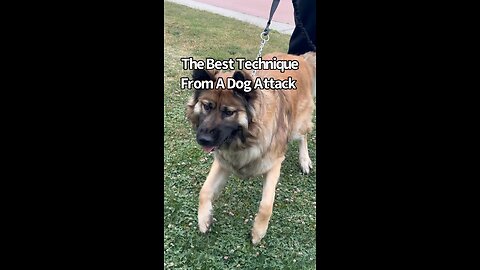 The Best Technique To Stop A Dog Attack