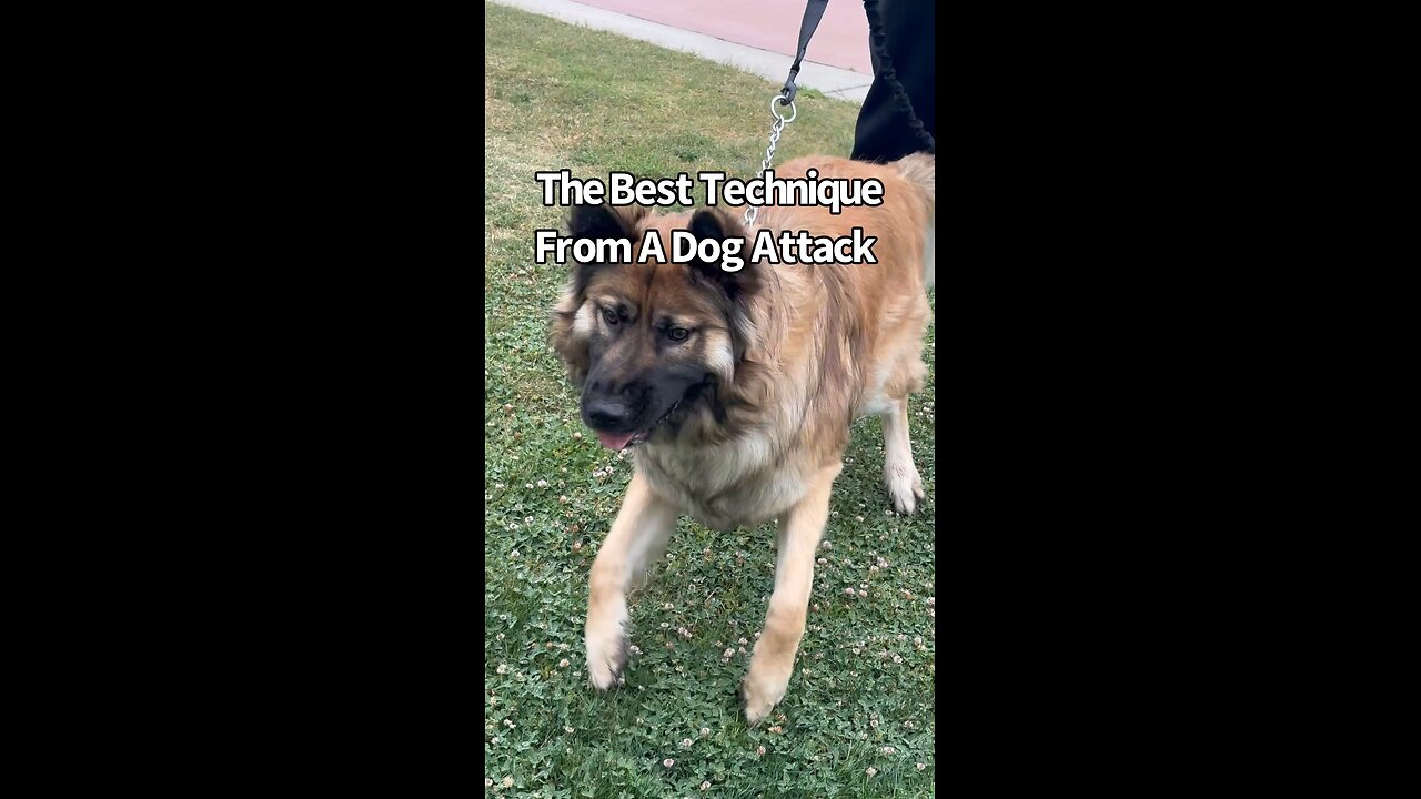 The Best Technique To Stop A Dog Attack