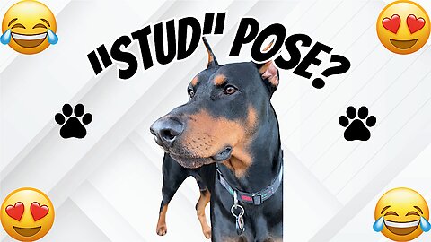 Doberman Has The "Stud Pose" Perfected
