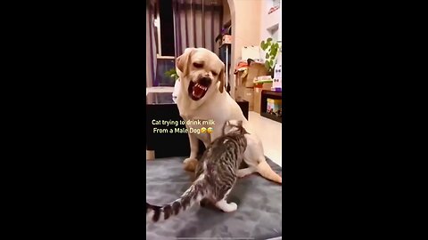 Cat tries to get Milk from a Male Dog🤣