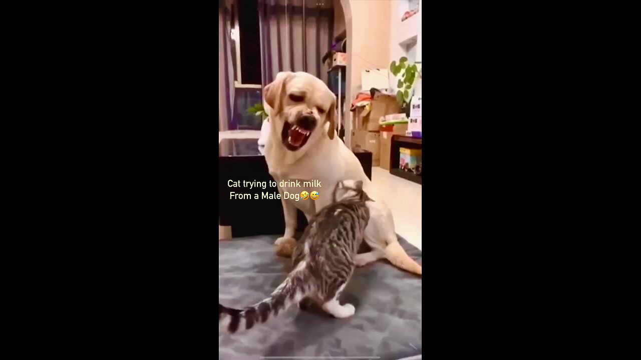 Cat tries to get Milk from a Male Dogš¤£