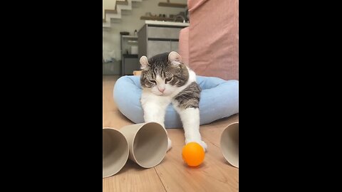 Sleeping Cat Wins the Shell Game Challenge!