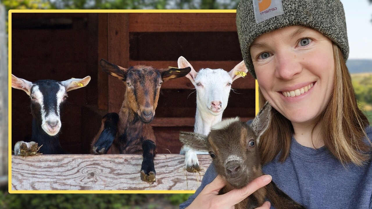Holistic Goat Management - Goat Expert Morgan Michaluk
