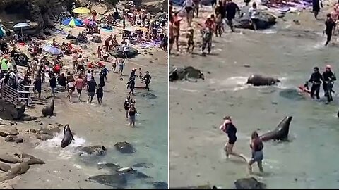 Sea Lion terrorize people on the beach