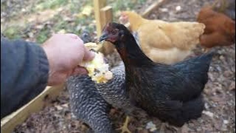 Two Fried Egg Snack Attack