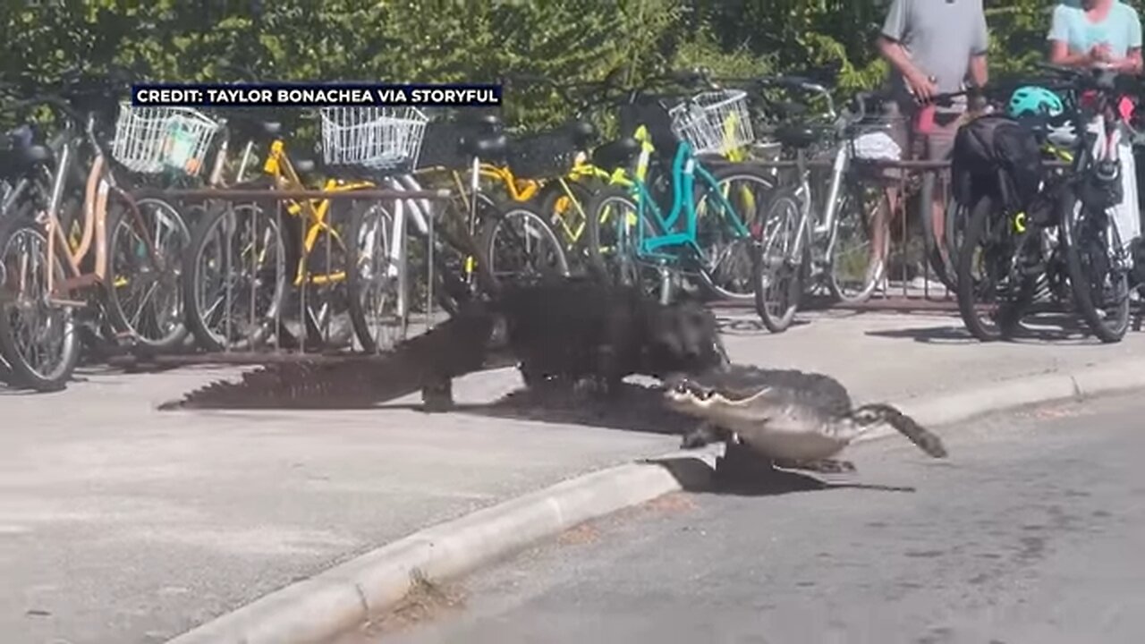 Crocodile and alligator battle it out in Everglades National Park