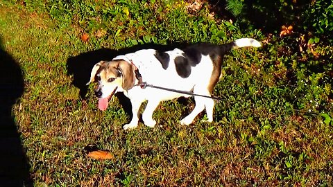Bandit