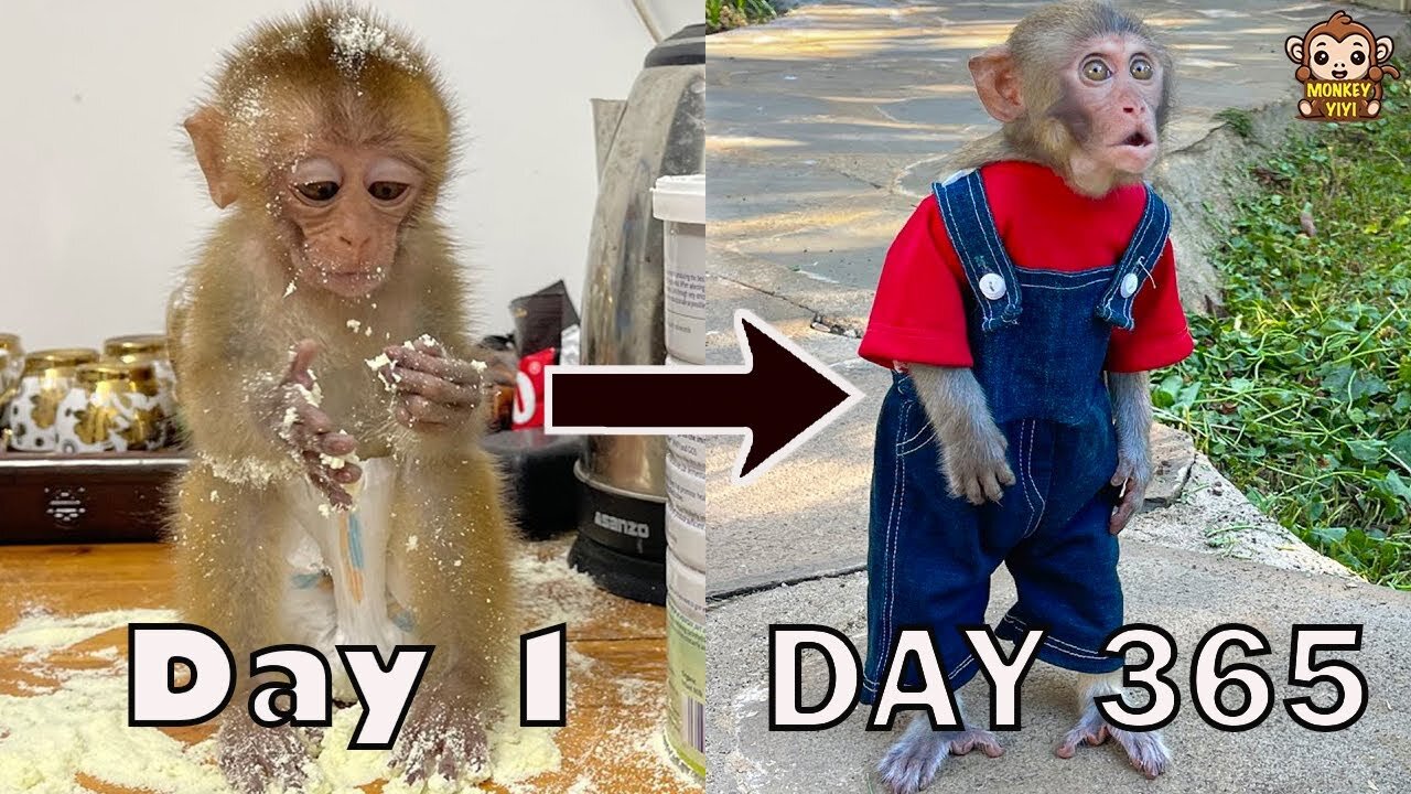 YiYi's process of taking care of grandpa has been amazing since birth