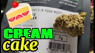 cream cake strain review | dr. ganja cannabis review 🌿🍰