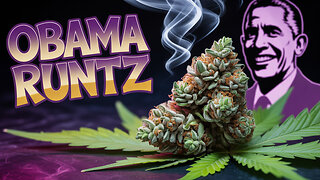 obama runtz strain review 🌿 powerful punch, smooth vibes