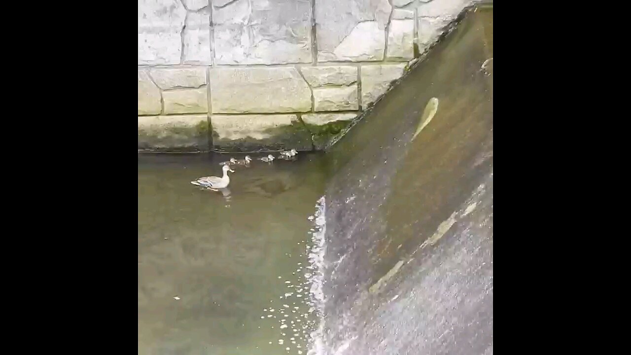 Duck and ducklings 🐥