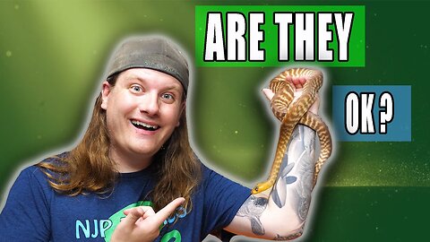 What's Wrong with my Woma Pythons?