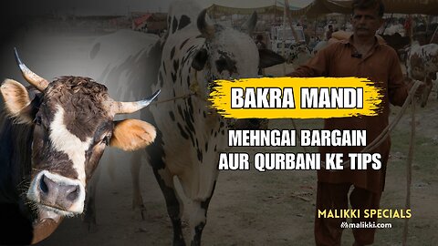 Bakra Mandi 2025 | Bhatta Chowk Islamabad Ka Haal | Mehngai, Bargain & Qurbani Tips | Malikki