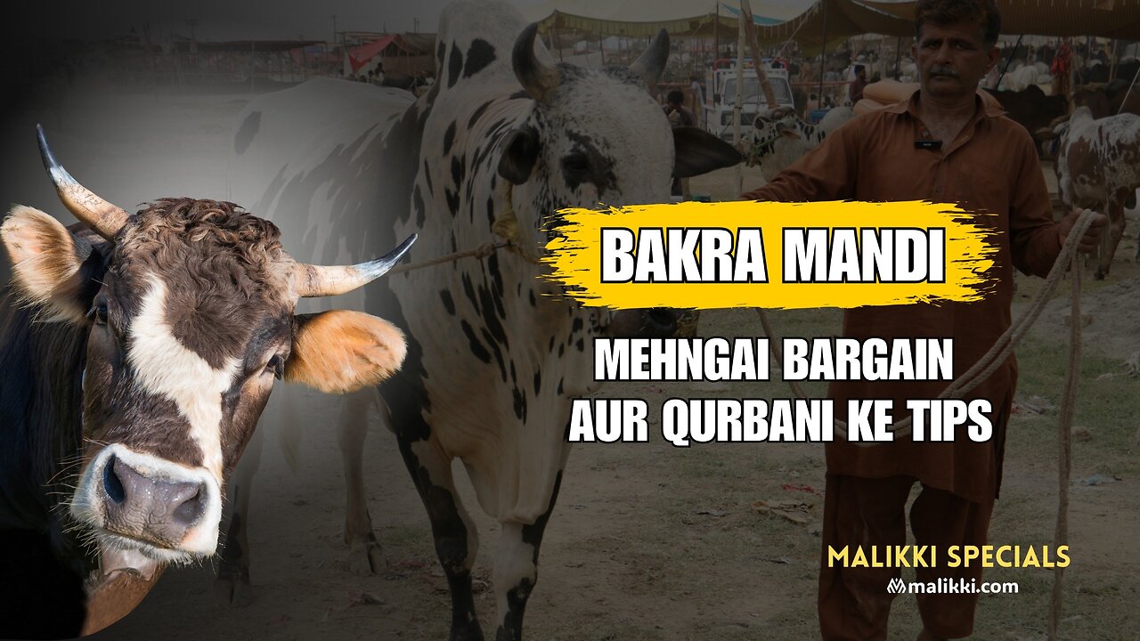 Bakra Mandi 2025 | Bhatta Chowk Islamabad Ka Haal | Mehngai, Bargain & Qurbani Tips | Malikki
