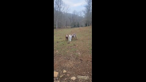 Three Shorthorn Plus Steer Calves | Farm Life
