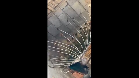 lovely bird
