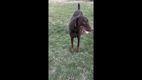 Charlie video of the day