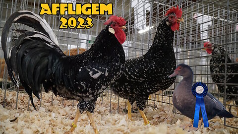 Poultry show Affligem 2023