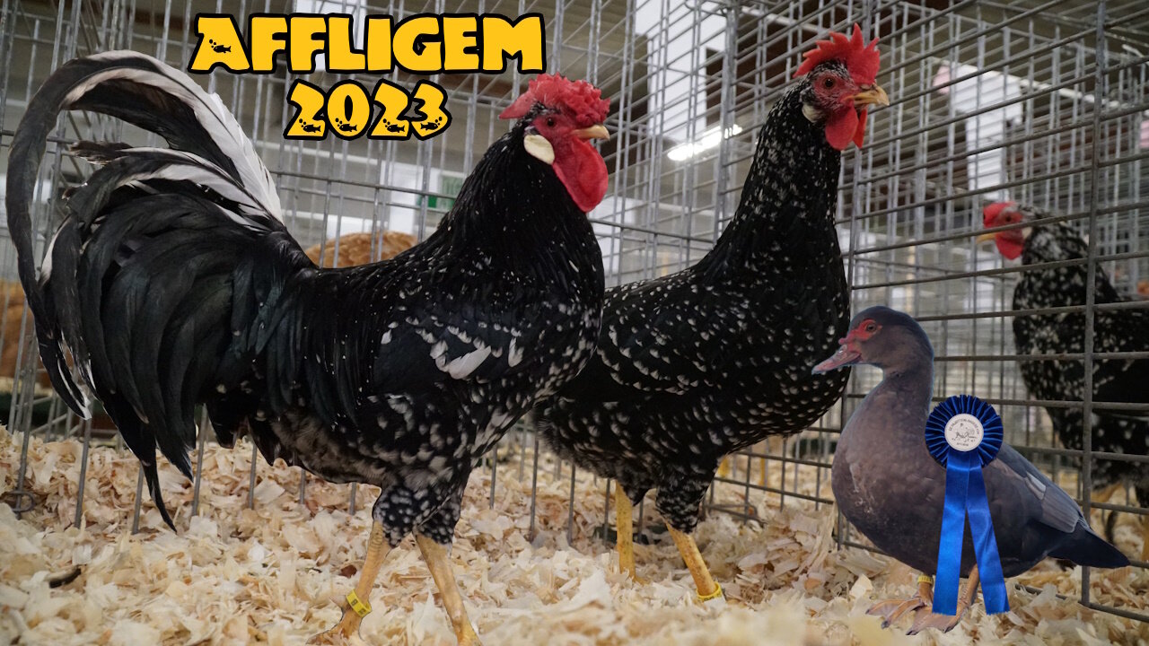 Poultry show Affligem 2023