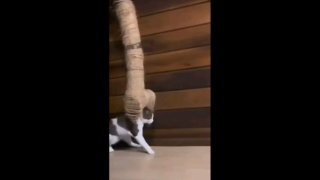 Hai Catty