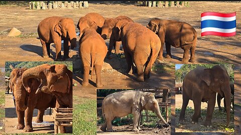 Beautiful elephants 🇹🇭
