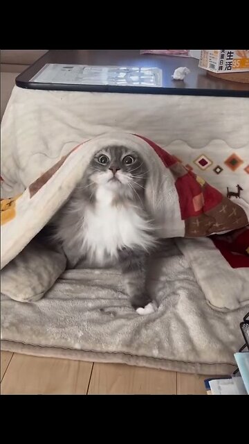 Pets don't get bored!