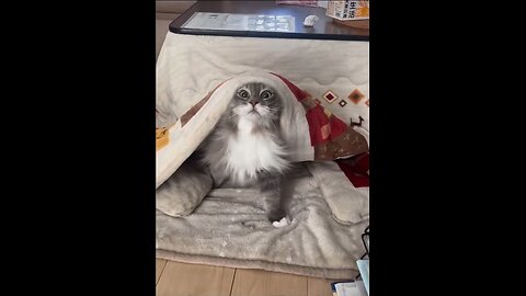 Pets don't get bored!