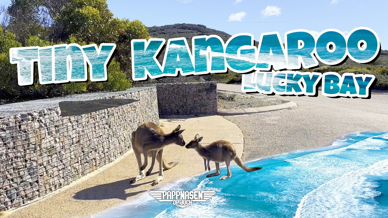 Tiny Kangaroo, Lucky Bay, Australien | Short