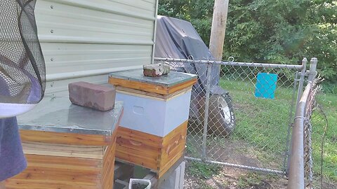 🐝Chkn da 2 Hives🐝