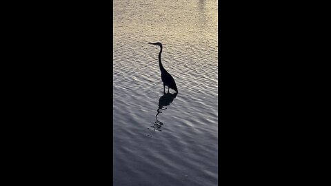Great blue heron November 20 2025