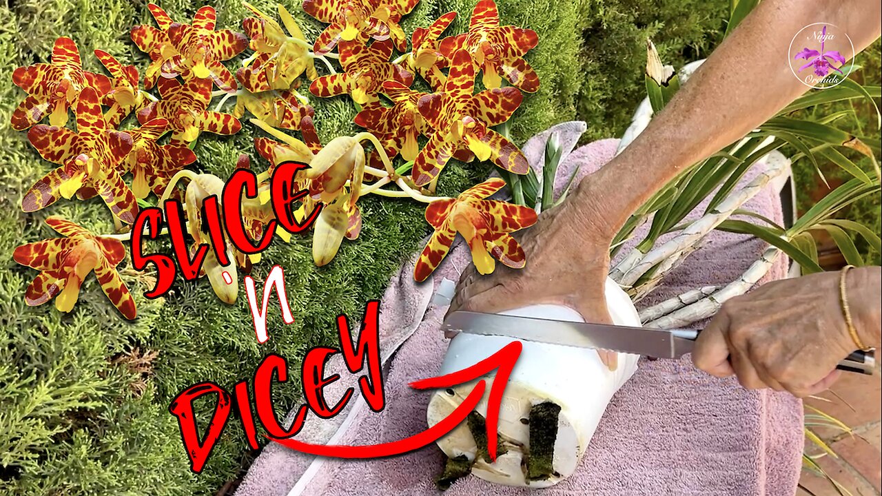 Pot Bound Orchid? Repot Like Butter | ZERO Root Damage Repot Hack I Used To Date 💪🏼 #ninjaorchids