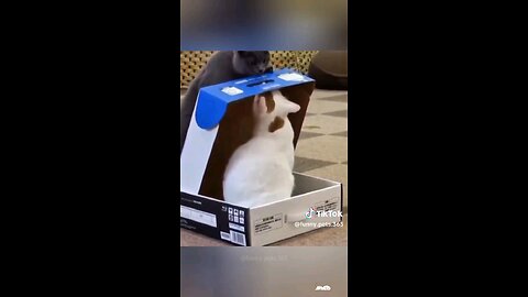 Best funny cat videos 😂