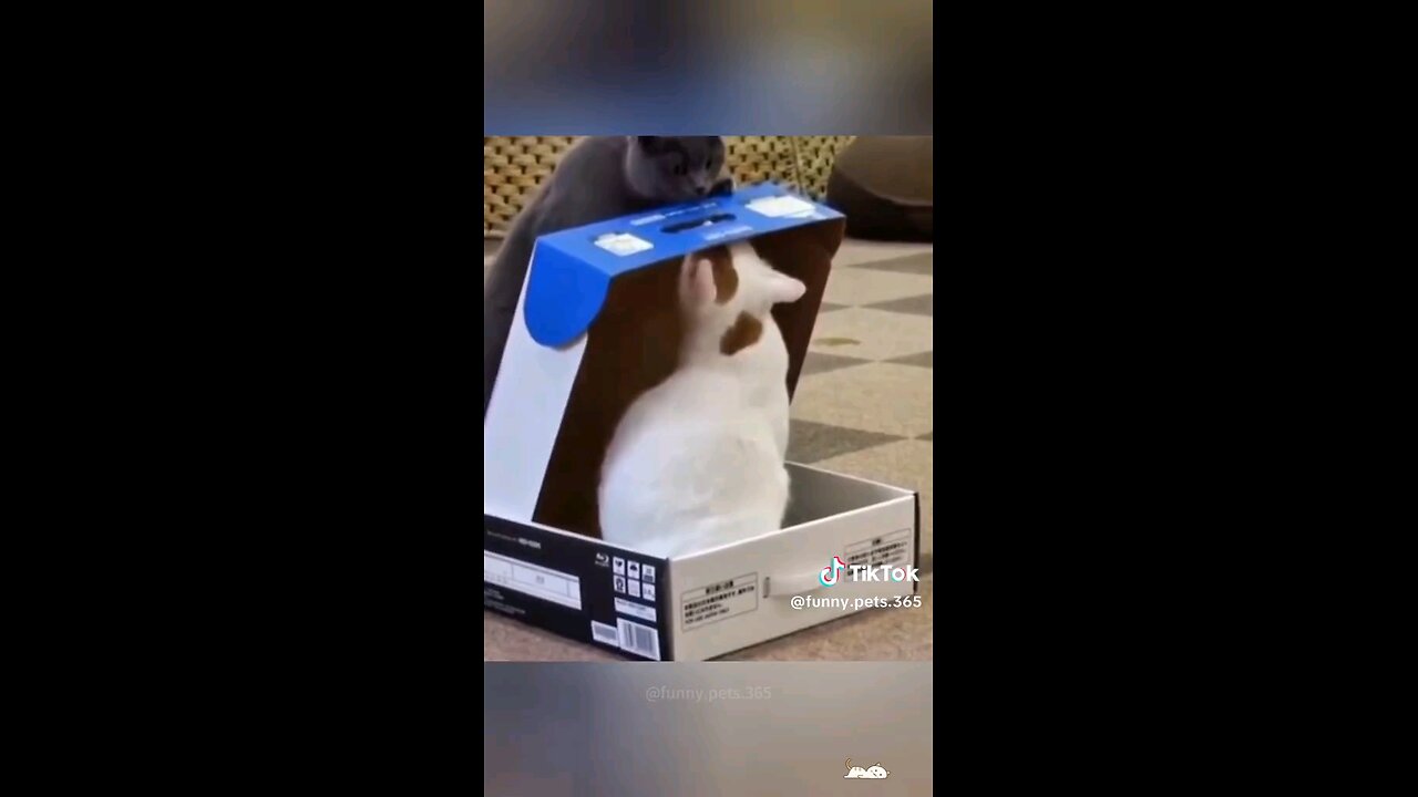 Best funny cat videos 😂
