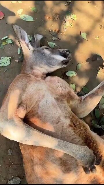 Drunk kangaroo
