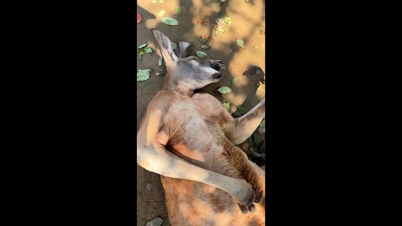 Drunk kangaroo