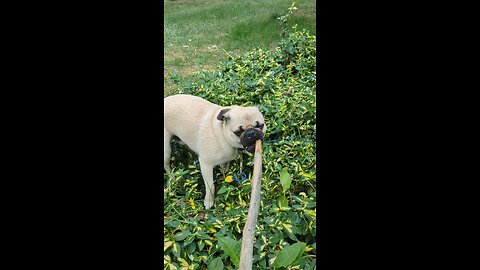 it's a pug life