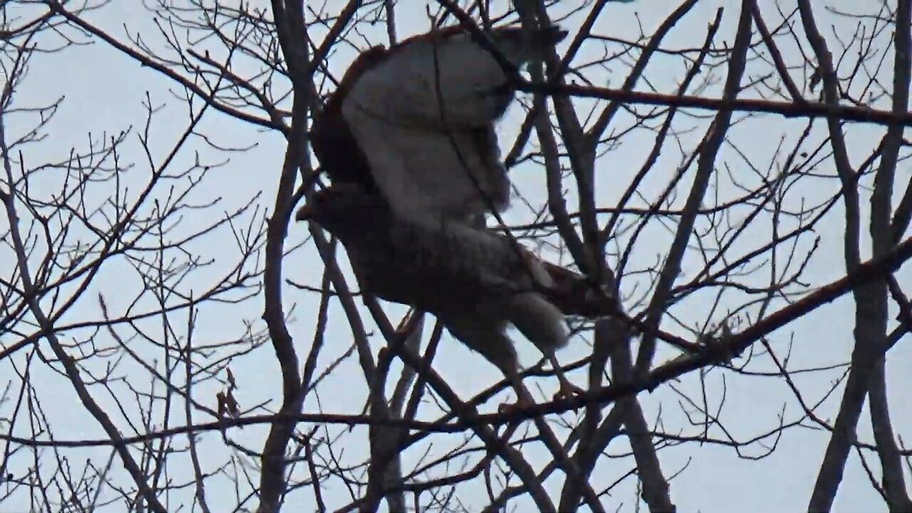 Broad-winged hawk